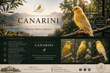 Canarini