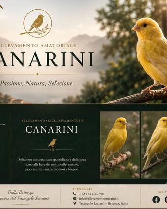 Canarini