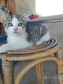 Gattino maschio 3 mesi di età