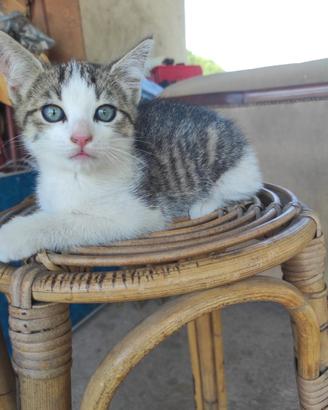 Gattino maschio 3 mesi di età