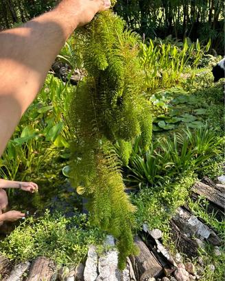 Ceratophyllum demersum - pianta ossigenante