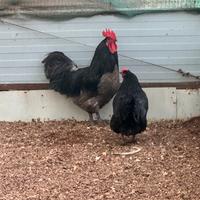 Coppia australop
