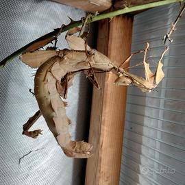 Kit entomologico Extatosoma tiaratum - medium