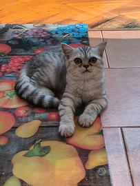 Gattino -Scottish
