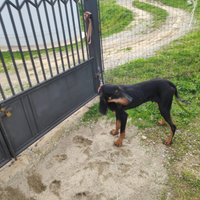 Cucciolone segugio italiano