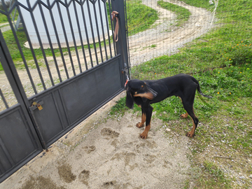 Cucciolone segugio italiano
