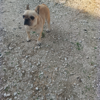 Bulldog francese nano