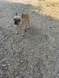 Bulldog francese nano