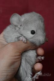 Baby Cincillà beige