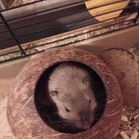 Gerbillo della Mongolia