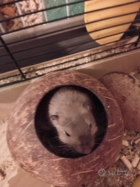 Gerbillo della Mongolia