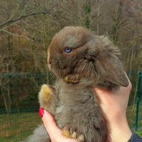 Coniglietto ariete nano cioccolato occhi blu