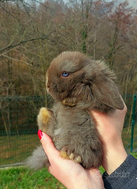 Coniglietto ariete nano cioccolato occhi blu