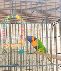 3 Lory arcobaleno