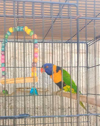 3 Lory arcobaleno