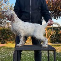 Setter bianco fegato