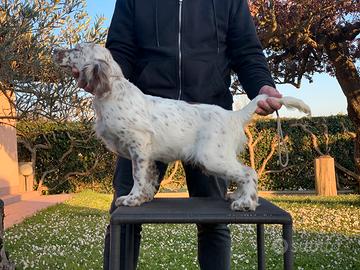 Setter bianco fegato