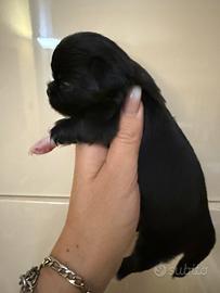 Chihuahua pelo lungo