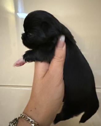 Chihuahua pelo lungo
