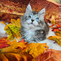 Maine Coon OCCHI BLU DOMINANTI IMPARI LINEA TOP