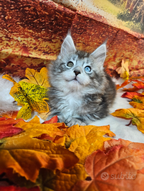 Maine Coon OCCHI BLU DOMINANTI IMPARI LINEA TOP