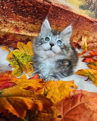 Maine Coon OCCHI BLU DOMINANTI IMPARI LINEA TOP