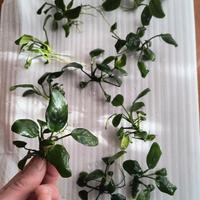 10 Anubias nana