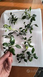 10 Anubias nana