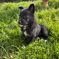 Cucciola incrocio border collie