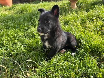 Cucciola incrocio border collie