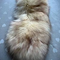 Collo Sartoriale Vera Pelliccia color beige/miele