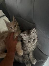 Maine coon cucciolo linea russa