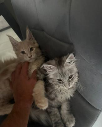 Maine coon cucciolo linea russa