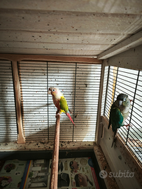 Pappagalli conuro coppia