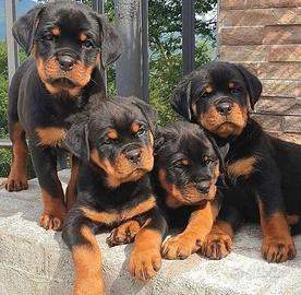 Rottweiler cuccioli
