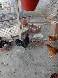 Gallo