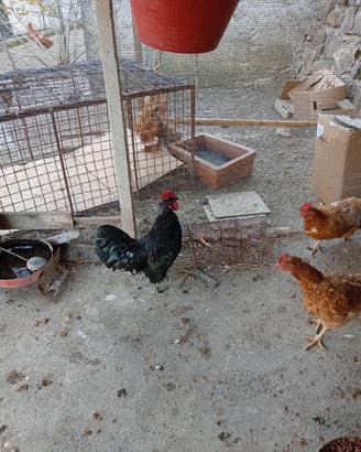 Gallo