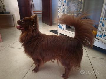 Chihuahua per Monta