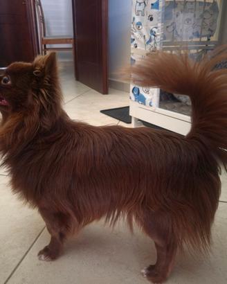 Chihuahua per Monta