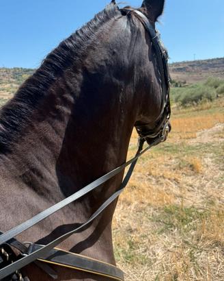 Cavalla Pre ancee con puledro