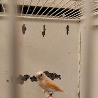 Cardinalini del Venezuela