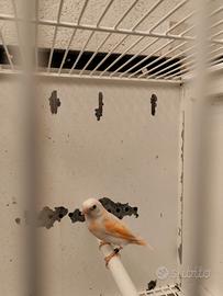 Cardinalini del Venezuela