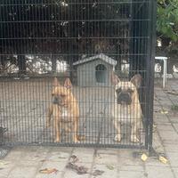 Coppia bouldogue francesi