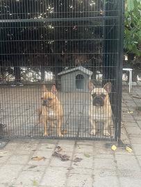 Coppia bouldogue francesi