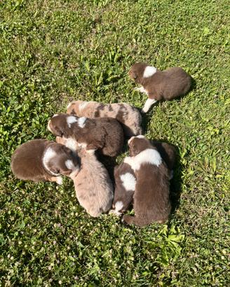Cuccioli Pastori Australiano