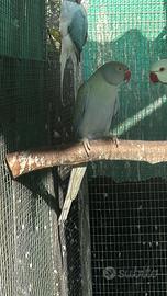 Parrocchetto dal collare