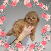 Maltipoo coreano Toy maschietto choco red