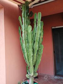 Euforbia eritrea