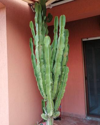 Euforbia eritrea