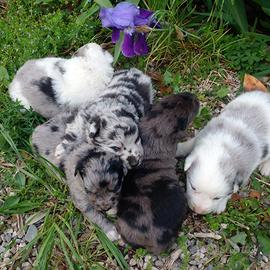 Vendita Cucciolo di Pastore del Lagorai